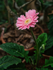 Take a photo of a pink chrysanthemum with drops of water on the leaves.