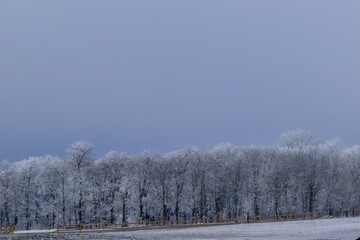 Line of Trees with Snow