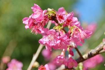 Beautiful pink cherry blossom or sakura against green and blue bokeh background, Chiang Mai, Thailand - selective focus