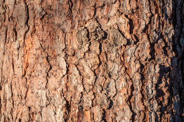 Texture of pine bark background