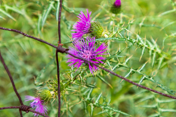Italy, Sicily, Palermo Province, Castelbuono. Thistle flower near Castelbuono.