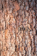 Texture of pine bark background