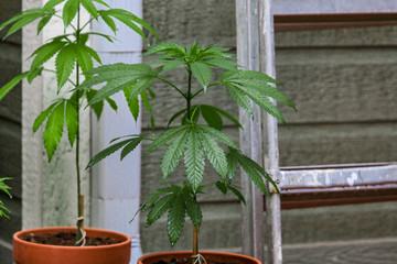 A selective focus closeup shot of two cannabis plants shot outside a home with grey and white wood outdoor paneling,a ladders leans against the house.