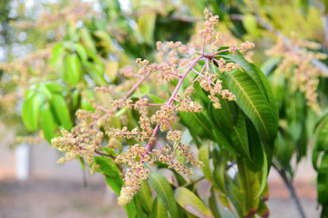 Mango flower, A branch of inflorescence mango flower.