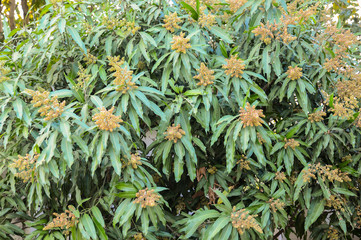 Mango flower, A branch of inflorescence mango flower.