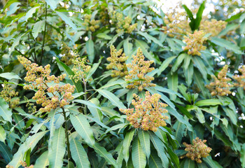 Mango flower, A branch of inflorescence mango flower.