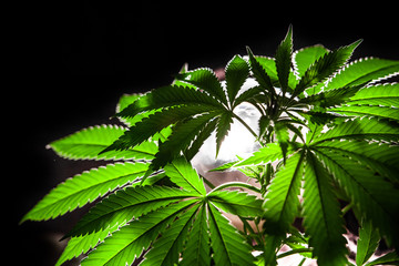 Selective focus closeup of backlit marijuana plant. Cannabis plant on a black background...