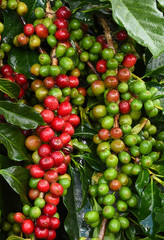 Coffee beans ripening on a tree