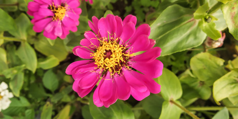 Obraz premium flowers in the garden