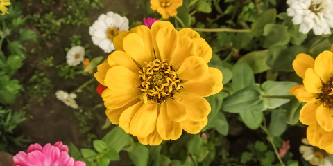 yellow flowers in the garden