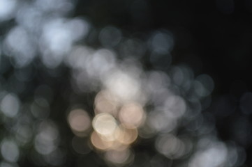 The bokeh of sunlight that shines through the leaves of the trees during the day time.