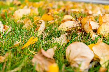 Brown leaves on grass lawn in fall