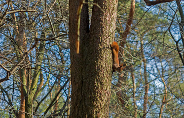 squirrel is looking at you during clinging to the tree trunk