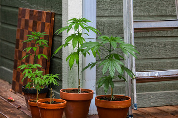 A selection of potted cannabis plants shot outside a home with grey and white wood outdoor paneling, a checkered board and ladder leaning against the house.