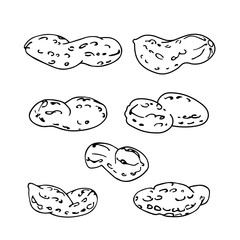 set of peanuts in shell, element of decorative ornament or pattern, vector illustration with black contour lines isolated on white background in doodle and hand drawn style