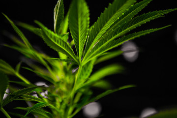 Selective focus closeup of cannabis plant fan leaves shot from a low angle the rest of the plant. and white lights are visible out of focus in the background. 