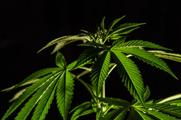 Closeup selective focus shot of healthy cannabis plant on black background. green Marijuana leaves...