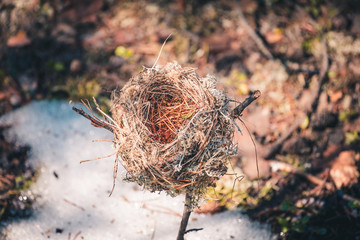 Naklejka premium Abandoned nest made by birds from grass, branches and pine needles on birch branch in the snow.