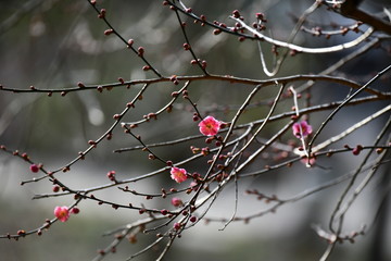 紅梅