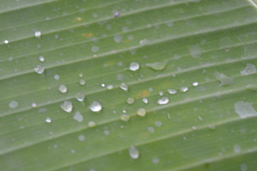 Morning dew on the surface of green banana leaves