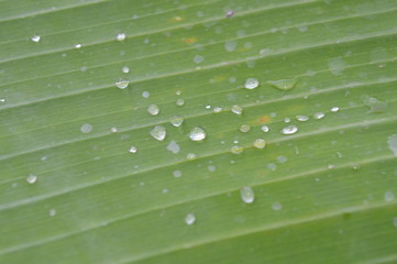 Morning dew on the surface of green banana leaves
