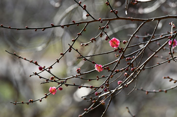 紅梅