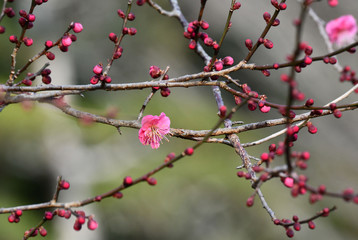 紅梅