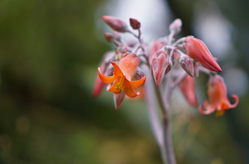 Blooming orange colored flowers