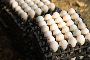 Duck eggs at the farm are collected for sale.