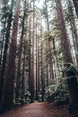 Obraz premium Red Woods Forest