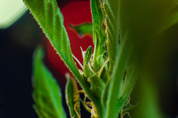 Selective focus closeup of cannabis flower with bokeh lights in background. Pistils and crystal covered fan leaves sprout from the plant's stem.