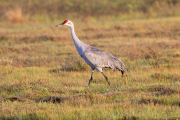 The sandhill crane feeding on the wet meadow, Galveston, Texas, USA
