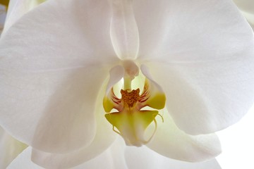 orchid  white flower (Phalaenopsis).white flower texture macro. White floral nature background.Orchid petals close-up.