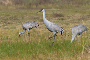The sandhill crane feeding on the wet meadow, Galveston, Texas, USA
