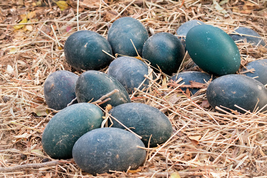 Clutch of Emu's eggs (Dromais novaehollandiae) at Negev Zoo, Israel