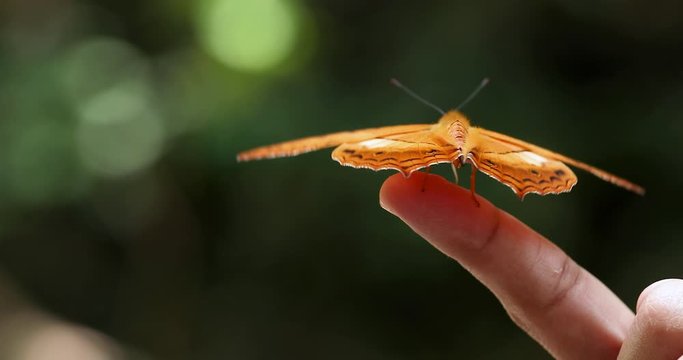 The hands of a young woman are releasing a butterfly