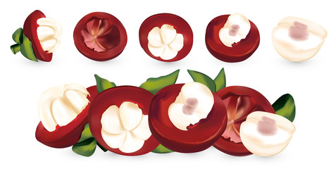 Fresh mangosteen isolated on white background. Mangosteen, whole and a half of fruit. 3D realistic mangosteen. Organic mangosteen. Vector illustration.