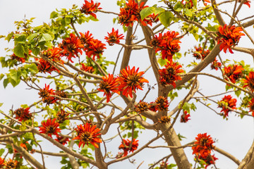 Italy, Sicily, Trapani Province, Castellammare del Golfo. A flowering flame tree, Delonix regia, in Castellammare del Golfo.
