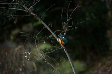 カワセミ（メス）