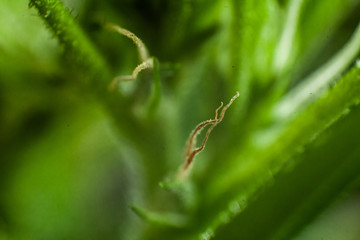 Extreme selective focus closeup of browning pistil fibers emerging from an intersection of a cannabis plant's stem. Out of focus green leaves fill the background.