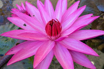 A red lotus flower bloom in the morning