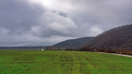 Fototapeta na wymiar Farm field with young green shoots in winter