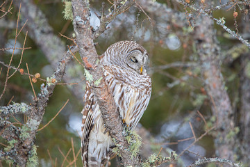 Barred Owl