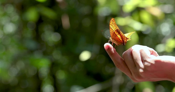 The hands of a young woman are releasing a butterfly
