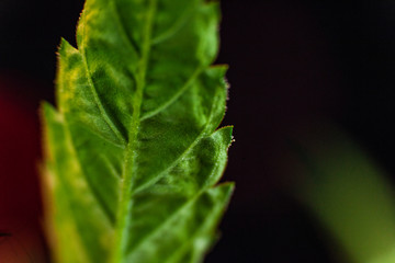 Extreme selective focus closeup of a single fan leaf from a cannabis plant. Marijuana plant leaf over grainy dark background. Copy space left side of frame