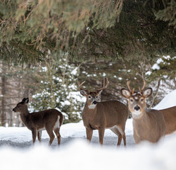 Bucks in the Snow