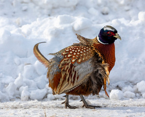 pheasant in the snow