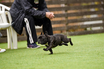 ボストンテリア