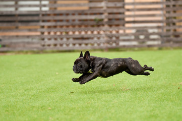 ボストンテリア