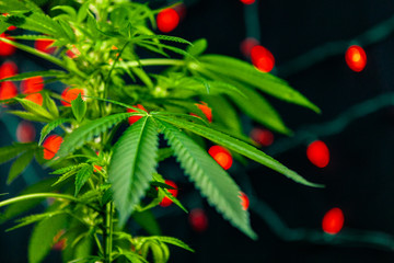Selective focus closeup of cannabis plant fan leaves the rest of the plant is visible out of focus in the background with red lights.